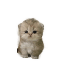 mao